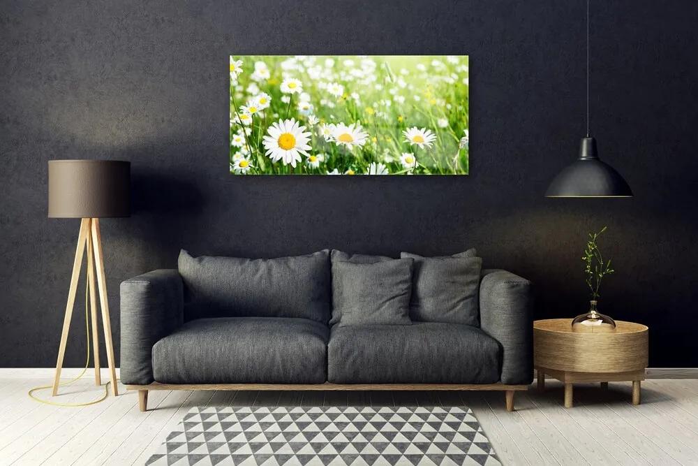 Obraz na skle Sedmokráska kvet rastlina 120x60 cm