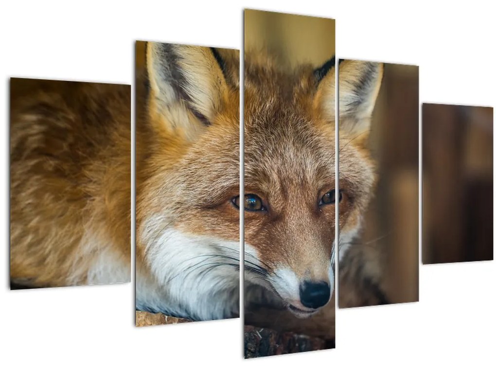 Obraz líšky (150x105 cm)