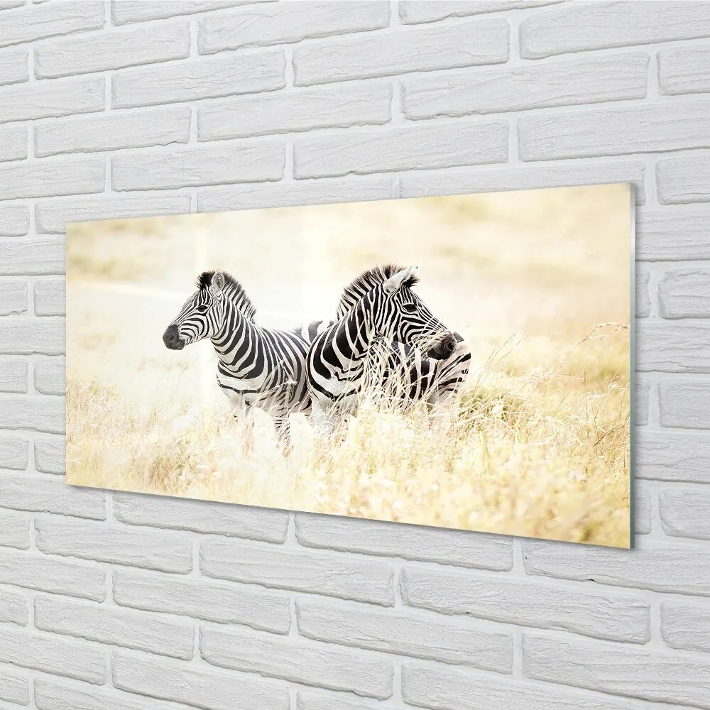 Sklenený obraz zebra box 125x50 cm