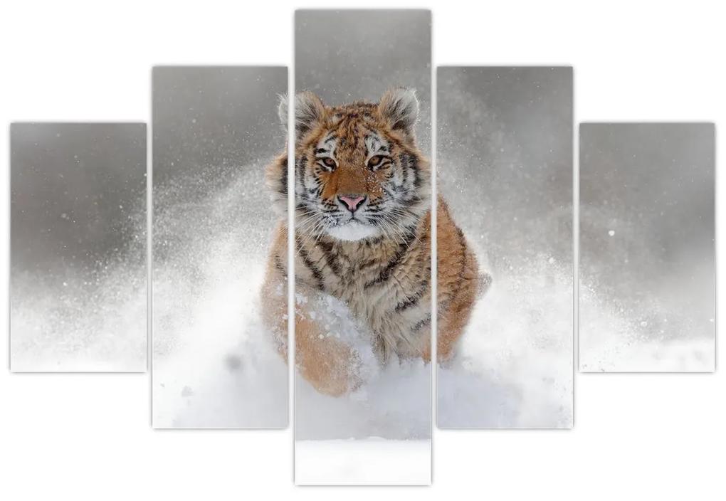 Obraz bežiaceho tigra v snehu (150x105 cm)