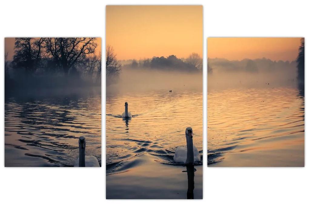 Obraz labutí na vode v hmle (90x60 cm)