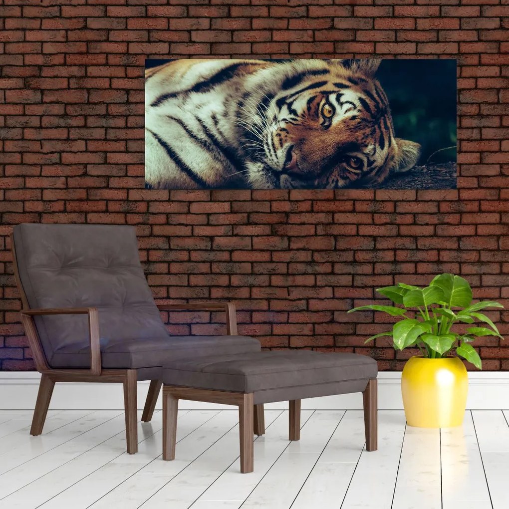 Obraz - Tiger Sibírsky (120x50 cm)