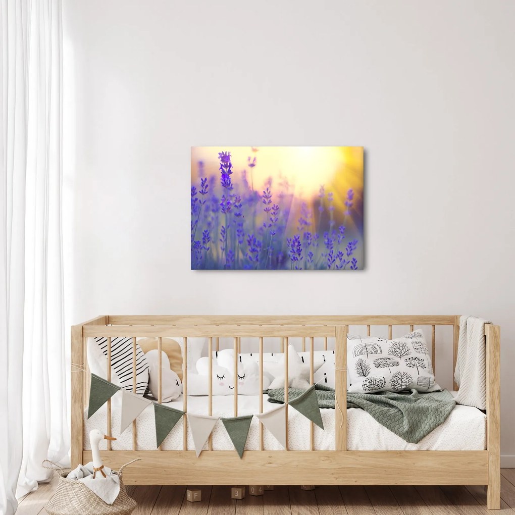 Obraz - Levanduľa (70x50 cm)