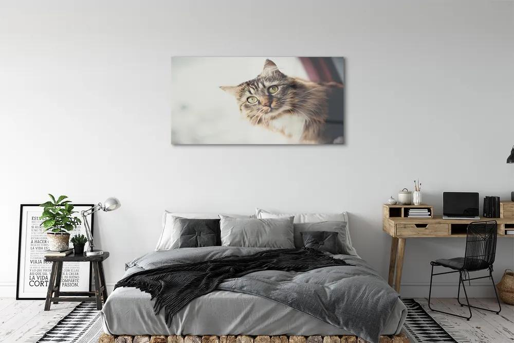 Obraz na akrylátovom skle Mainská mývalia mačka 125x50 cm