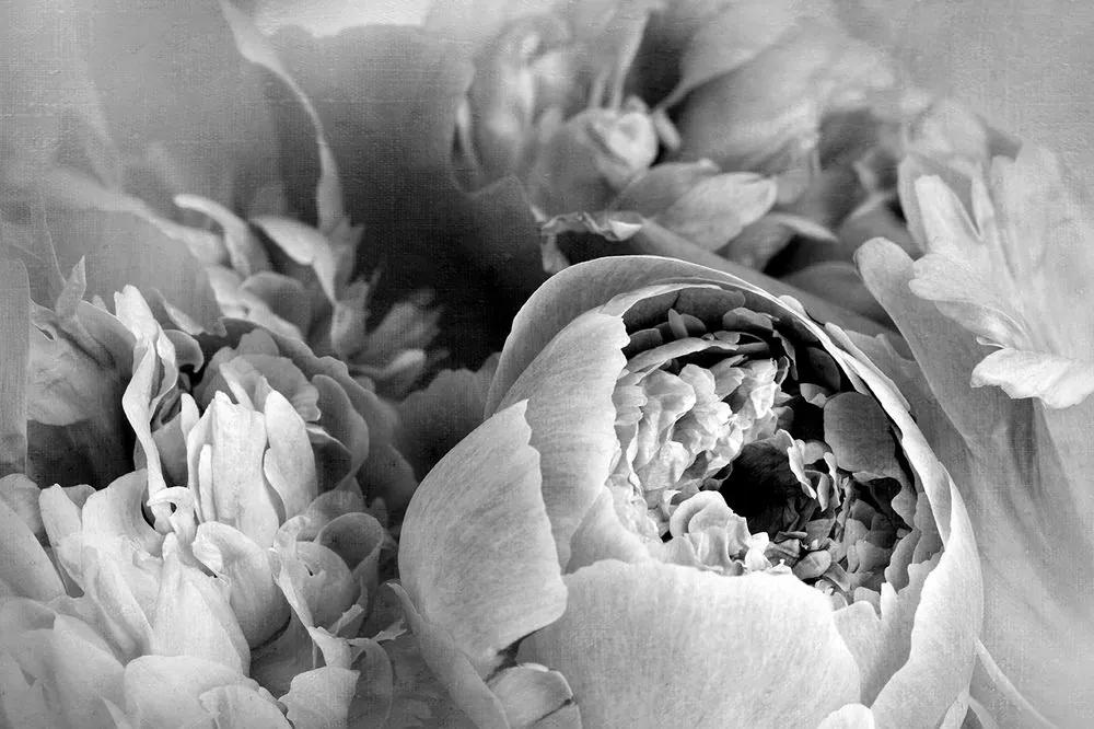 Samolepiaca tapeta čiernobiele lupienky kvetu - 450x300
