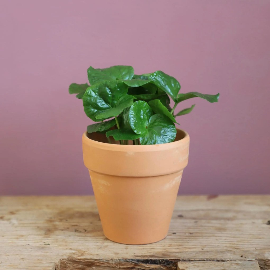 Coffea arabica Kávovník Arabský baby