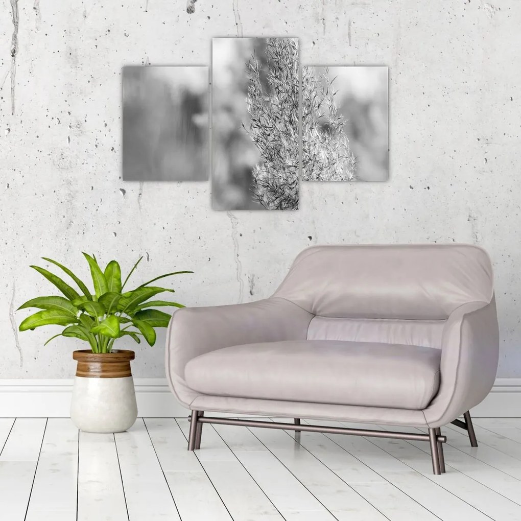 Obraz - Boho pampas grass (90x60 cm)