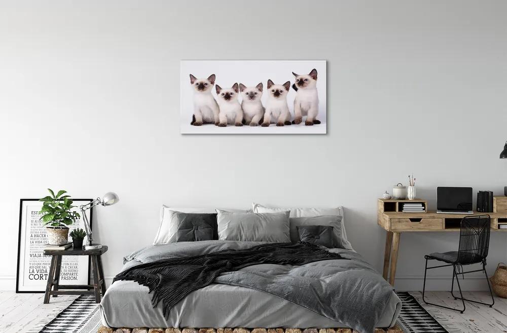 Obraz na plátne malé mačky 125x50 cm