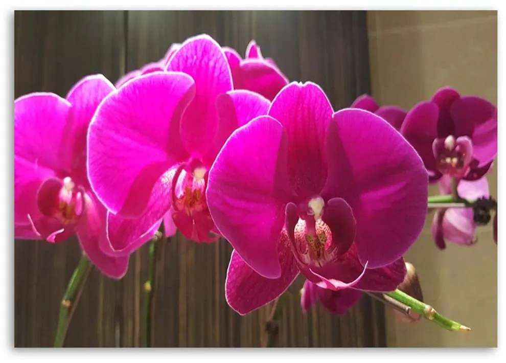 Gario Obraz na plátne Orchidey Fuchsia Rozmery: 60 x 40 cm