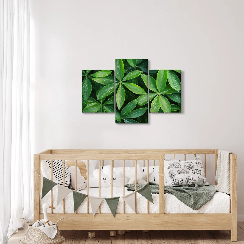 Obraz - Listy s kvapkami rosy (90x60 cm)