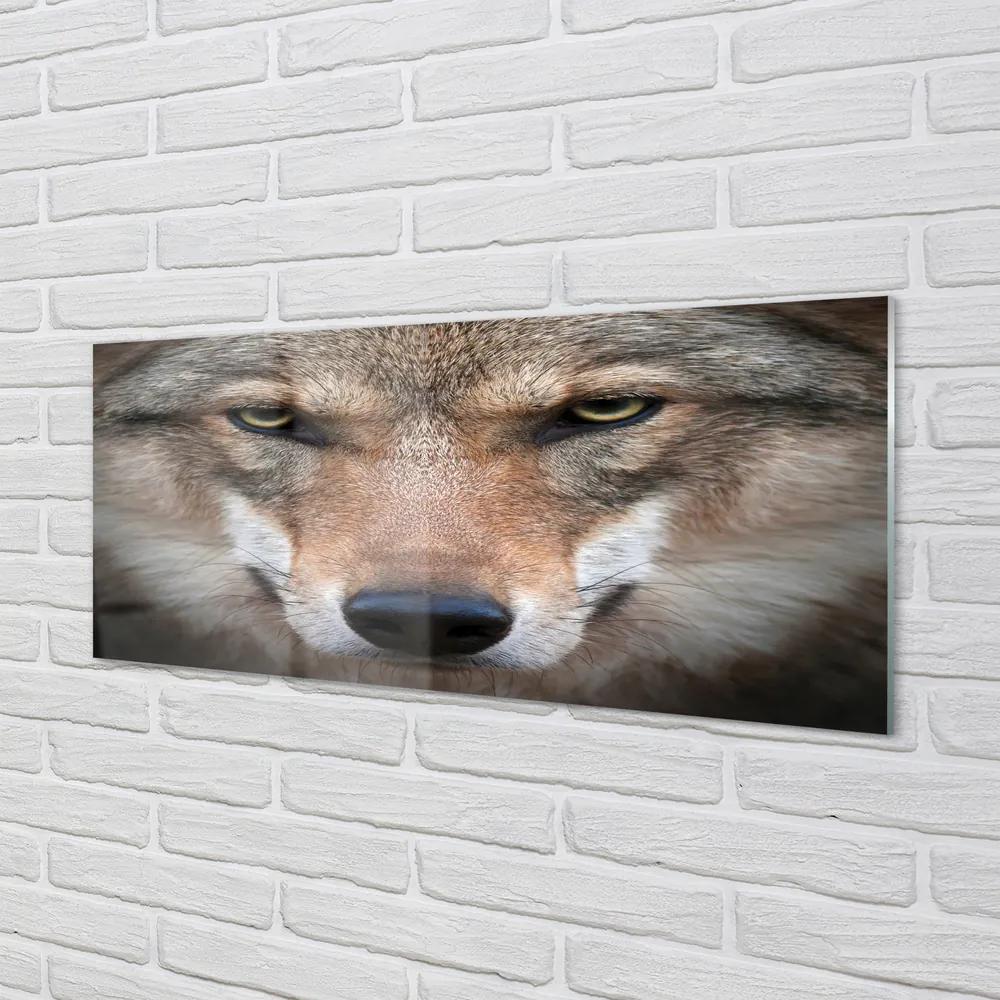 Obraz na akrylátovom skle Wolf eyes 120x60 cm