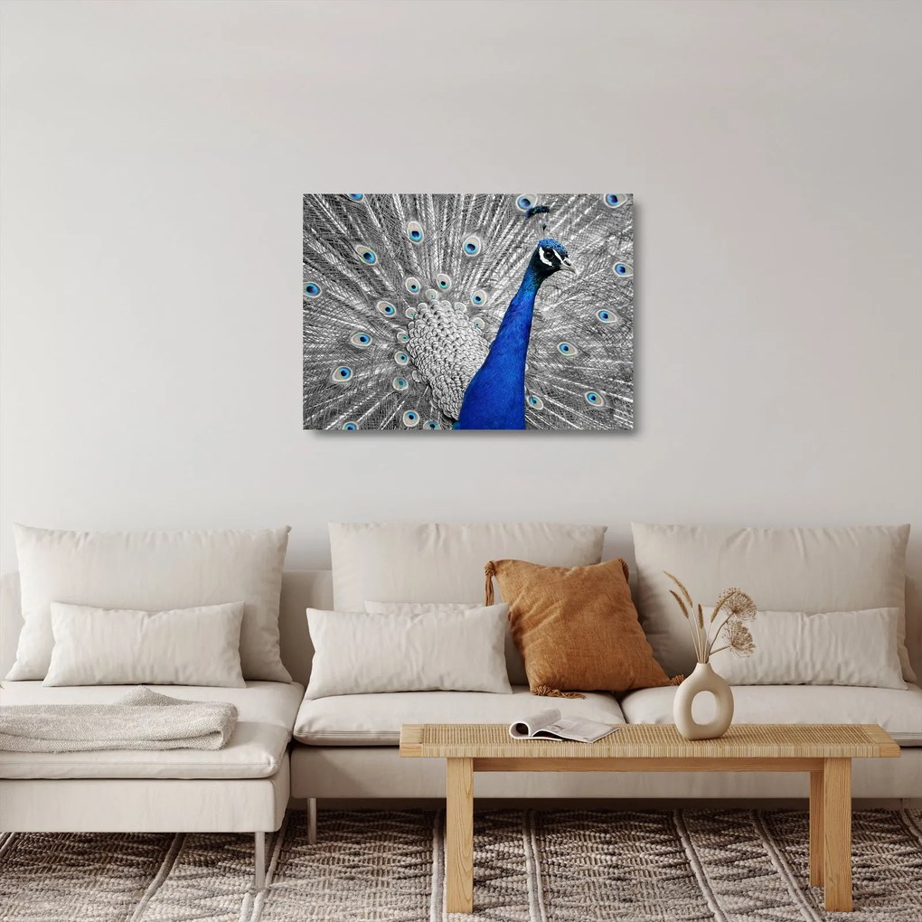 Sklenený obraz - modrý páv (70x50 cm)
