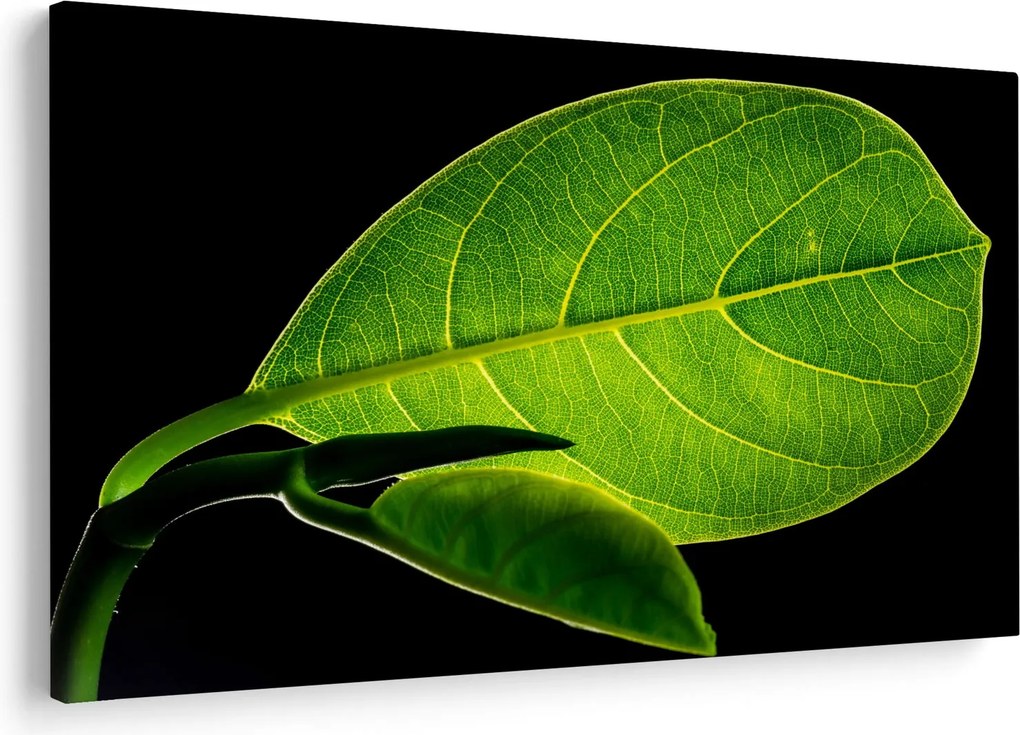 Obraz - zelený list (90x60 cm)