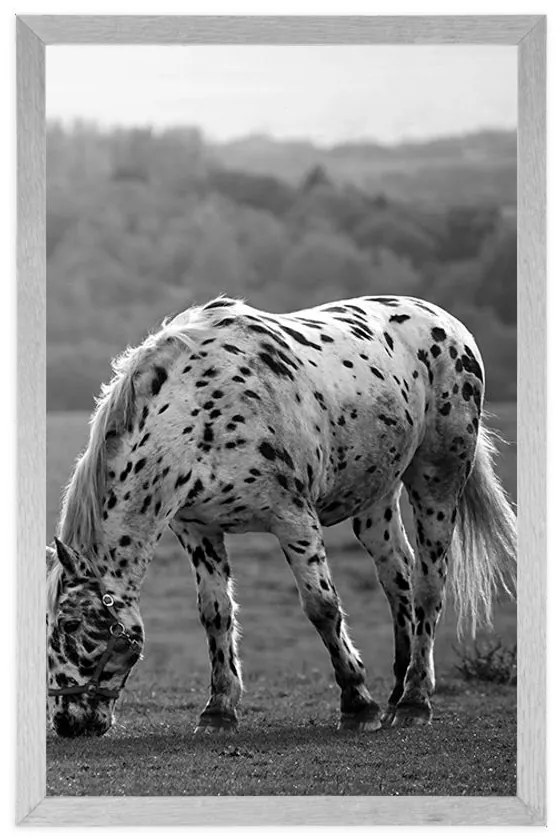 Plagát kôň na lúke v čiernobielom prevedení - 60x90 white