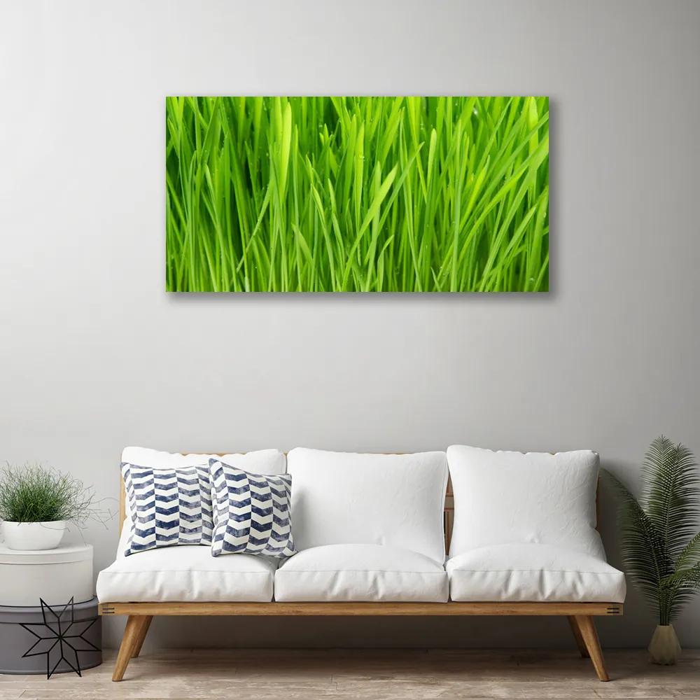 Obraz na plátne Tráva rastlina príroda 125x50 cm
