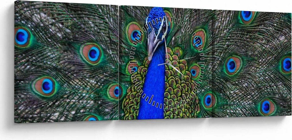 Obraz - Páv (s hodinami) (90x30 cm)