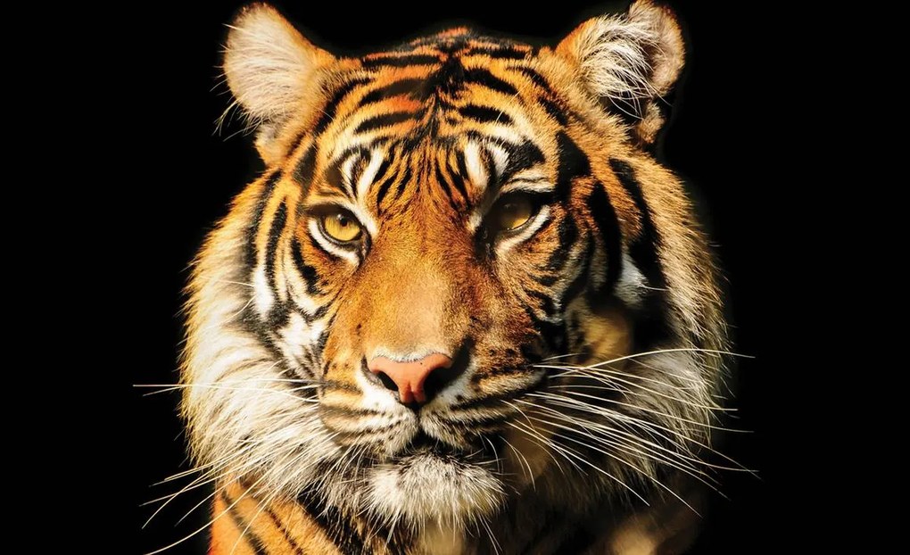 Fototapeta - Majestátny tiger (254x184 cm)