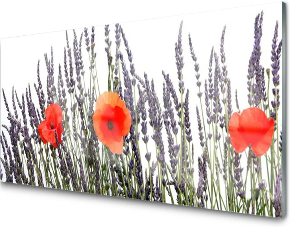 Obraz plexi Kvety maky pole trávy