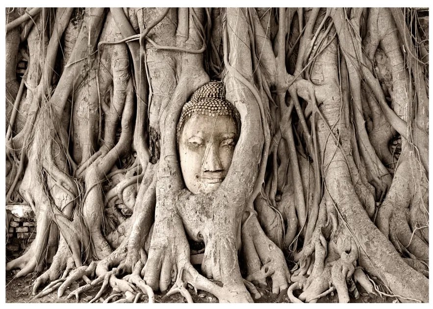 Artgeist Fototapeta - Buddha's Tree Veľkosť: 100x70, Verzia: Standard