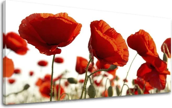 Obraz na stenu Panoráma KVETY XOBKV118E13 - 60x120 cm