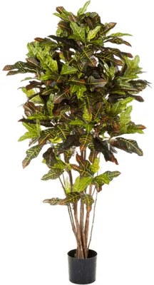 Croton exellent Branched 120 cm