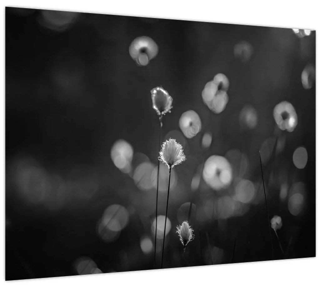 Sklenený obraz - Cottongrass na lúke (70x50 cm)