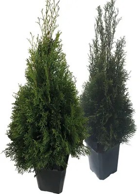 Tuja západná FloraSelf Thuja occidentalis 'Smaragd' výška 60-80 cm v click kvetináči