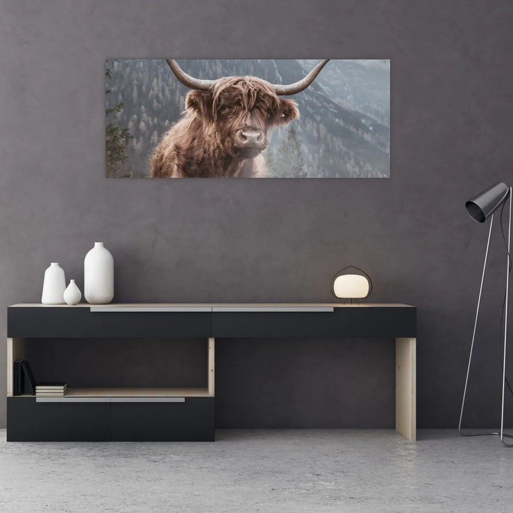 Obraz - Highlander krava (120x50 cm)