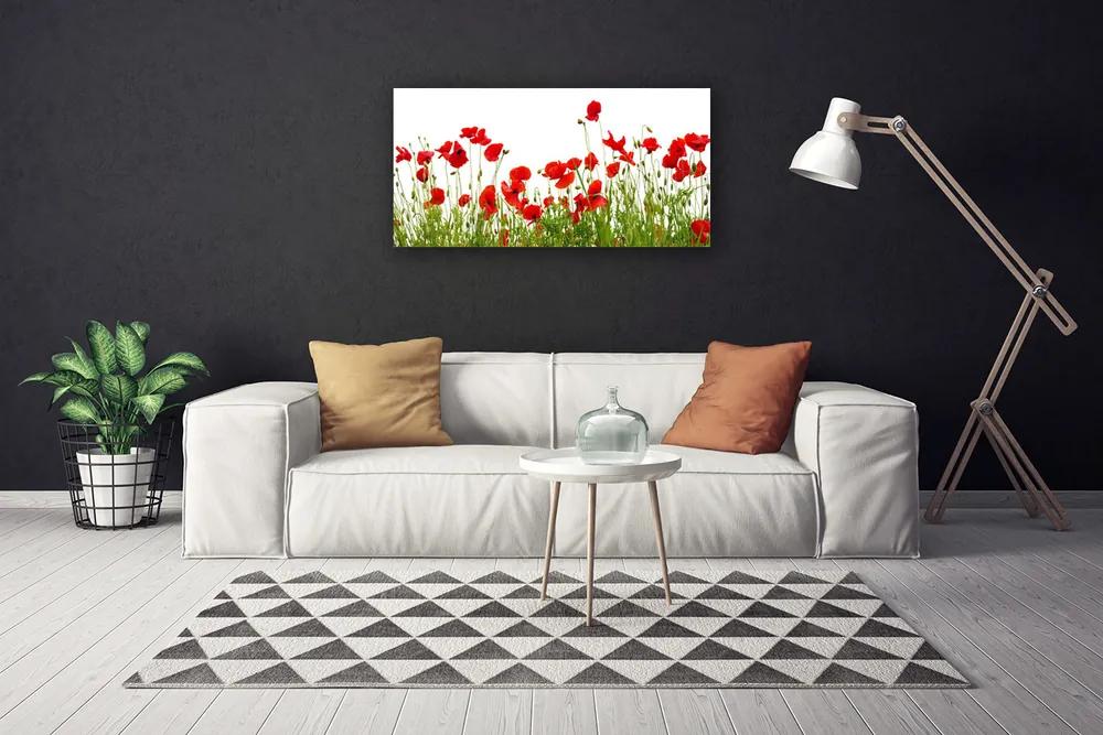Obraz Canvas Lúka maky kvety príroda 120x60 cm