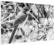 Obraz - Modrý vták v zime (90x60 cm)