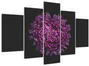 Obraz fialovej kvetiny (150x105 cm)