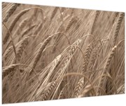 Obraz - Zlaté pole (90x60 cm)