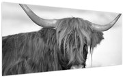 Obraz - Škótska krava 2, čiernobiela (120x50 cm)