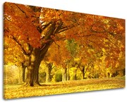 Obraz na stenu STROMY | rôzne rozmery