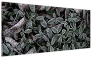 Obraz - Zamrznuté rastliny (120x50 cm)