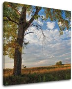 Obraz na stenu STROMY | rôzne rozmery