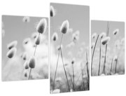 Obraz - Boho bunny tail grass (90x60 cm)