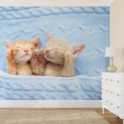 Fototapeta - Spiace mačiatka (147x102 cm)