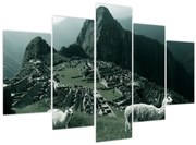 Obraz - Lamy na Machu Picchu v Peru (150x105 cm)