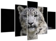 Obraz - Leopard snežný (150x105 cm)