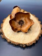 Palm cup sušený kvet na drôte 10cm Variant: Prírodný