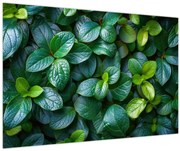 Obraz - Zelené rastliny (90x60 cm)