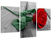 Obraz - Červená ruža so zelenou stonkou (90x60 cm)