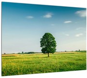 Obraz stromu na lúke (70x50 cm)