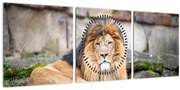 Obraz leva (s hodinami) (90x30 cm)