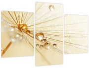 Obraz - Makro fotografie púpavy (90x60 cm)