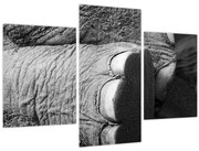 Obraz - Slonia noha (90x60 cm)