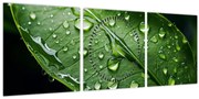 Obraz - List po daždi (s hodinami) (90x30 cm)
