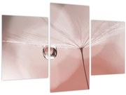 Obraz - Kvapka rosy (90x60 cm)