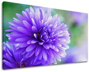 Obraz na stenu KVETY | rôzne rozmery